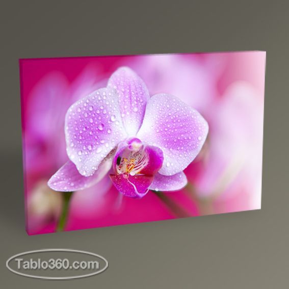 Orkide Tablo