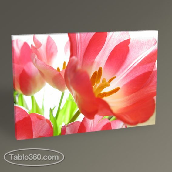 Kırmızı Laleler Tablo
