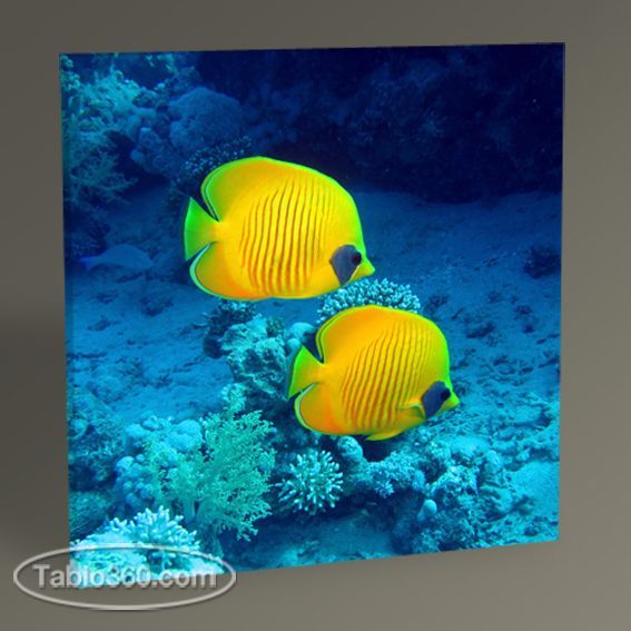 Balıklar Tablo