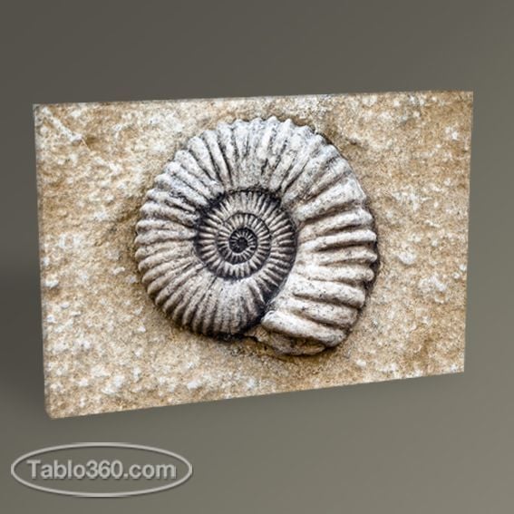 Ammonite Tablo