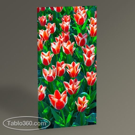 Kırmızı Laleler Tablo