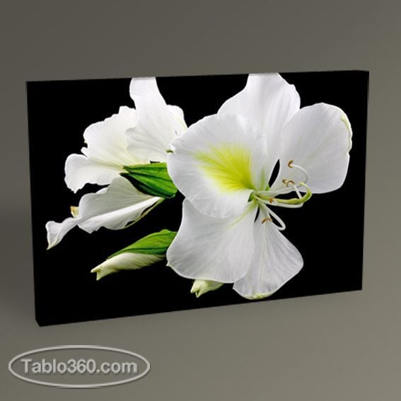 Beyaz Çiçekler Tablo