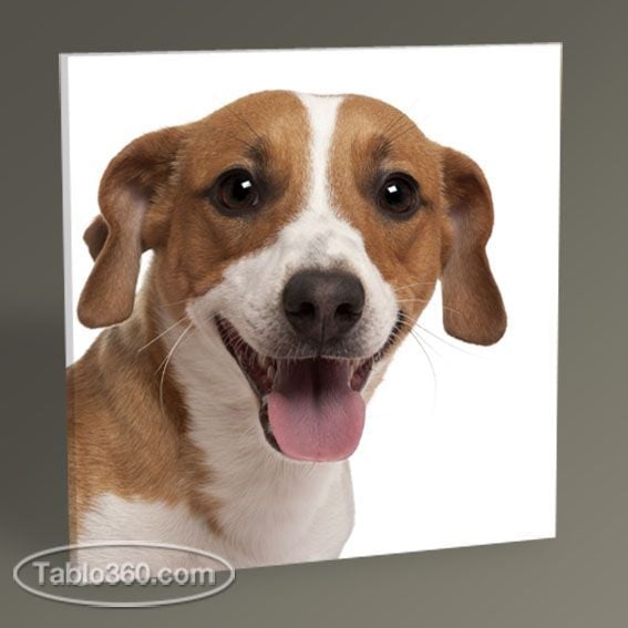 Jack Russell Terrier Tablo