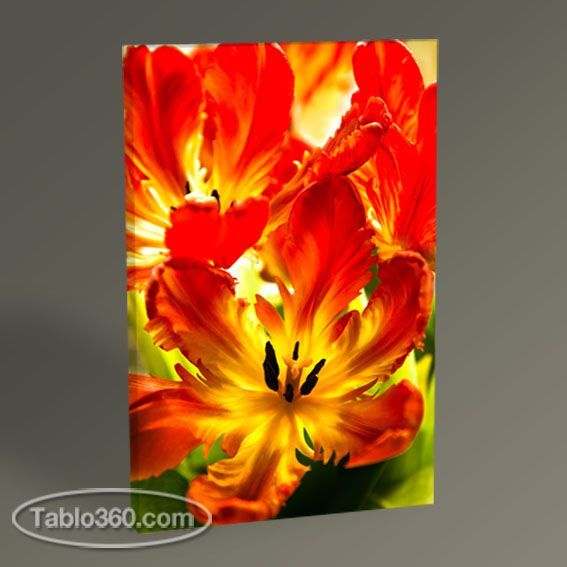 Parrot Tulips Tablo