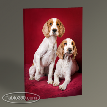 Dogs Tablo