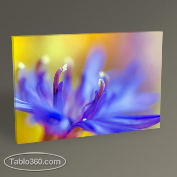 Abstract Flower Tablo