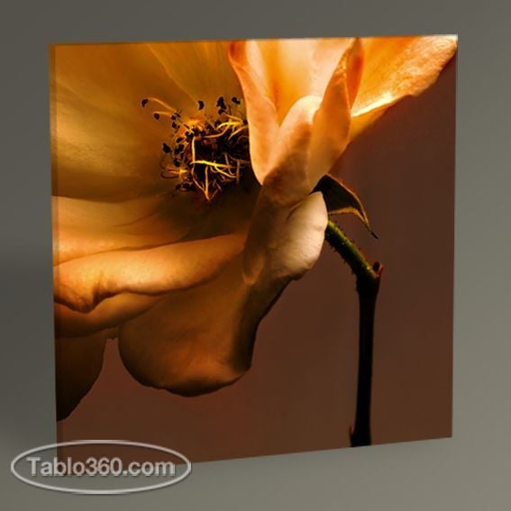 Bronze Rose Tablo