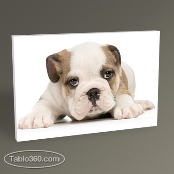 Bulldog Dog Tablo