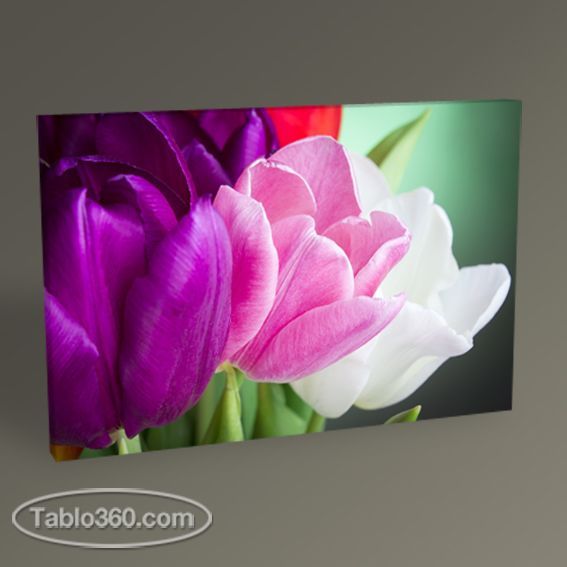 Renkli Laleler Tablo