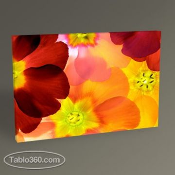 Primula Flower II Tablo