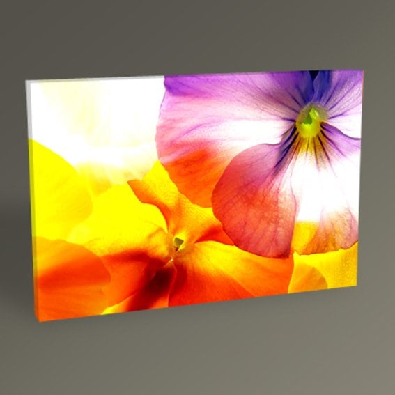 Renkli Violalar Tablo