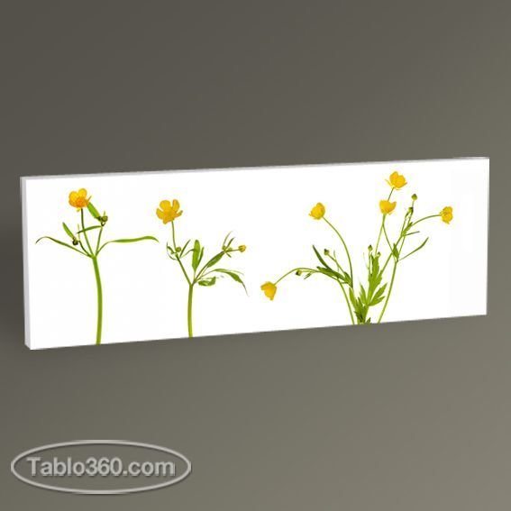 Yellow Buttercup Flowers Tablo