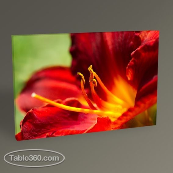 Zambak Çiçeği Tablo