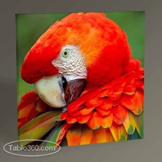 Papağan Tablo