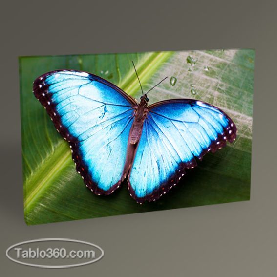 Kelebek Tablo