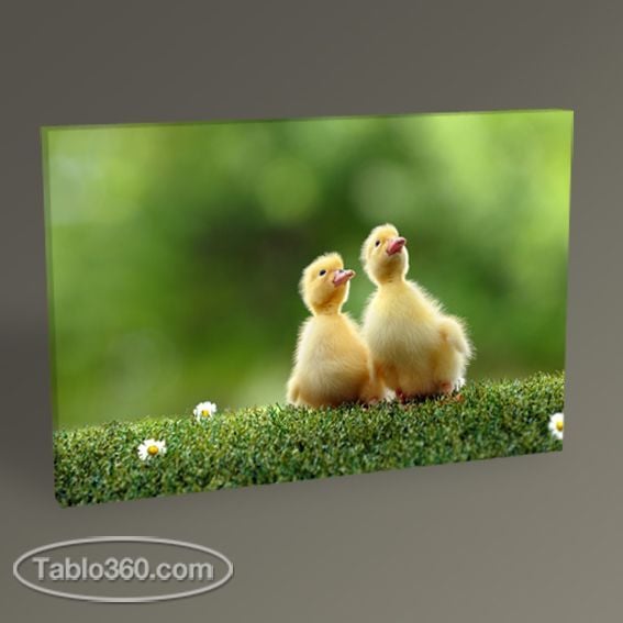 Ördek Yavruları Tablo