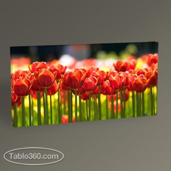 Kırmızı Laleler Tablo