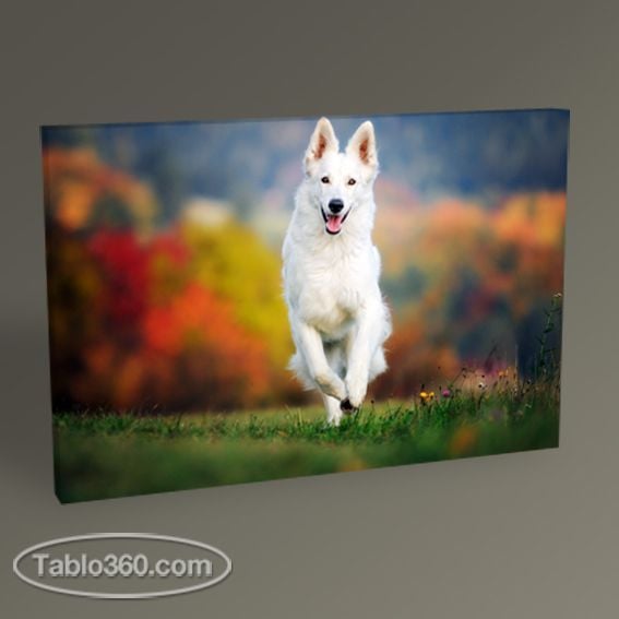 Beyaz Alman Köpeği Tablo