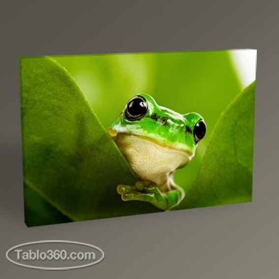 Kurbağa Tablo