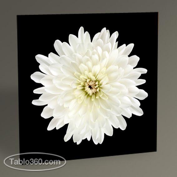 White Flower Tablo