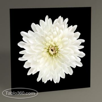 White Flower Tablo